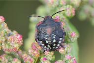 Nezara viridula(Larve)