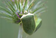 Grüne Reiswanze(fa. torquata)