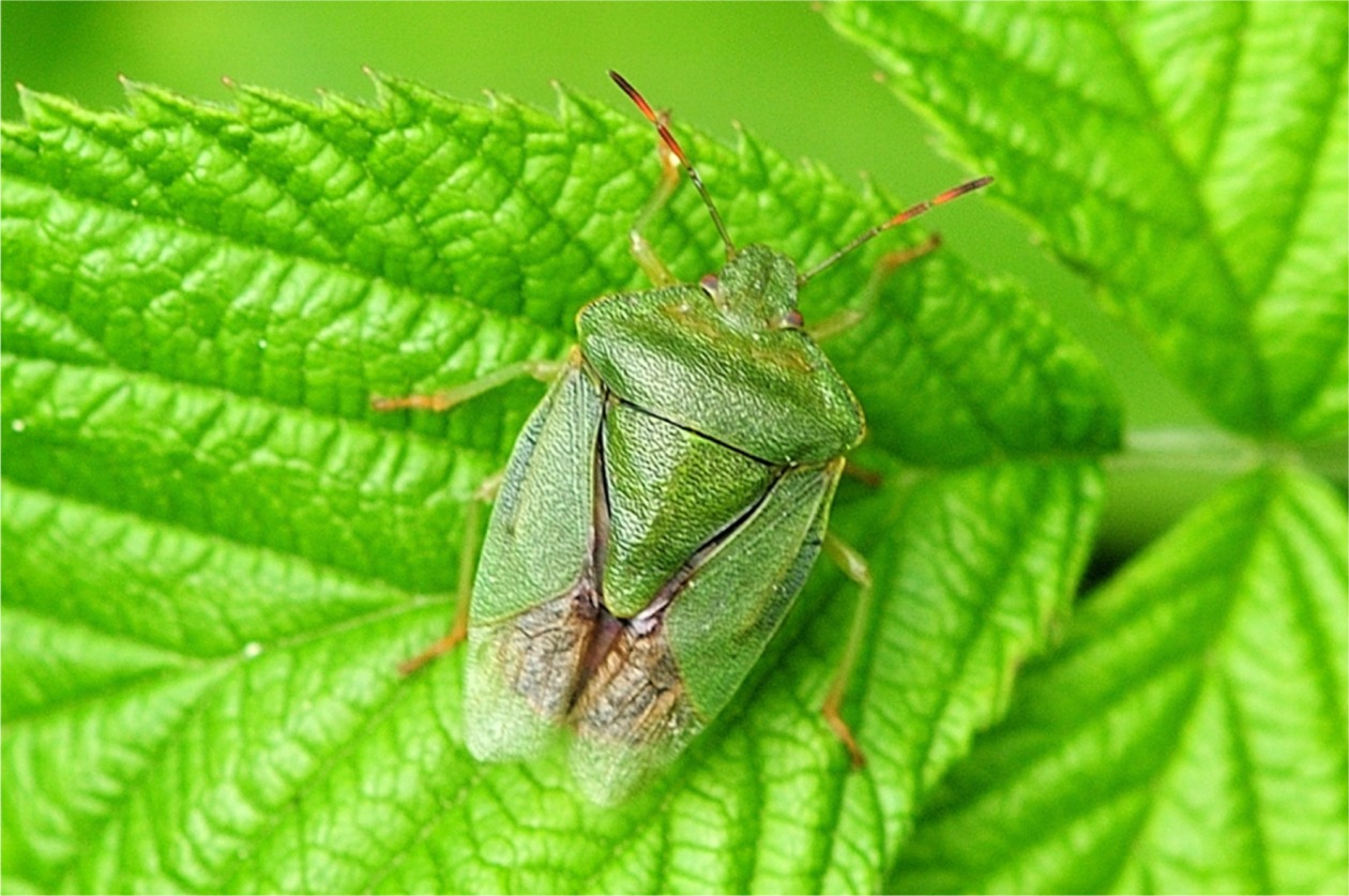 Palomena prasina