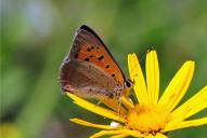Lycaena phlaeas
