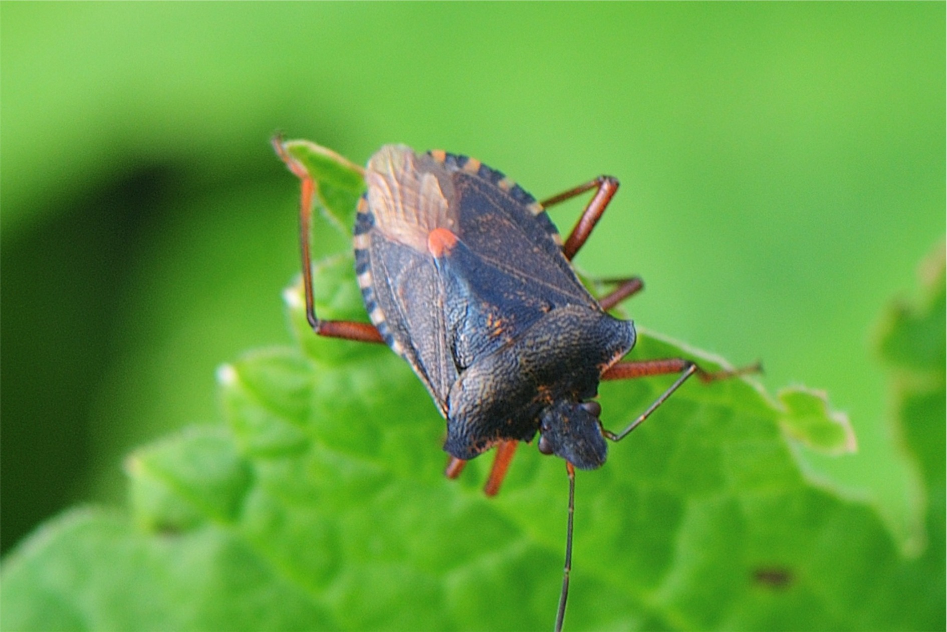 Pentatoma rufipes