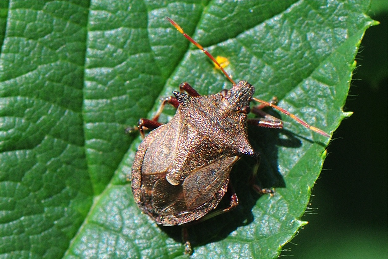 Picromerus bidens