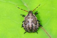 Rhaphigaster nebulosa(Larve)