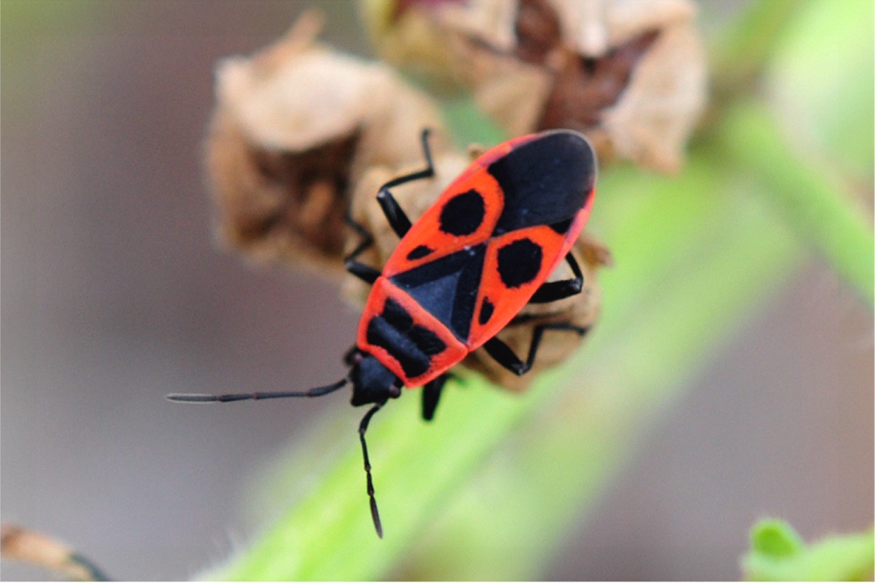 Pyrrhocoris apterus