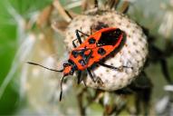 Corizus hyoscyami