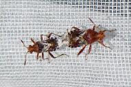 Rhopalus subrufus(Kopula)