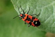 Lygaeus equestris, simulans