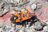 Lygaeus equestris, simulans