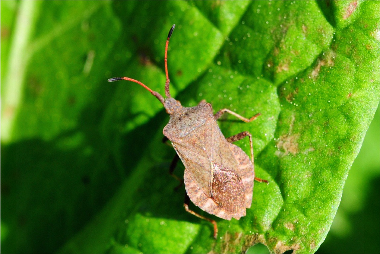 Coreus marginatus