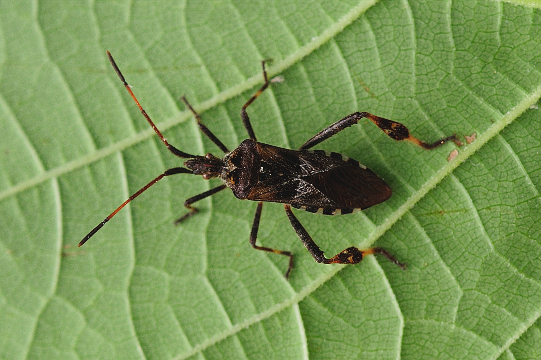 Leptoglossus occidentalis