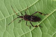 Leptoglossus occidentalis