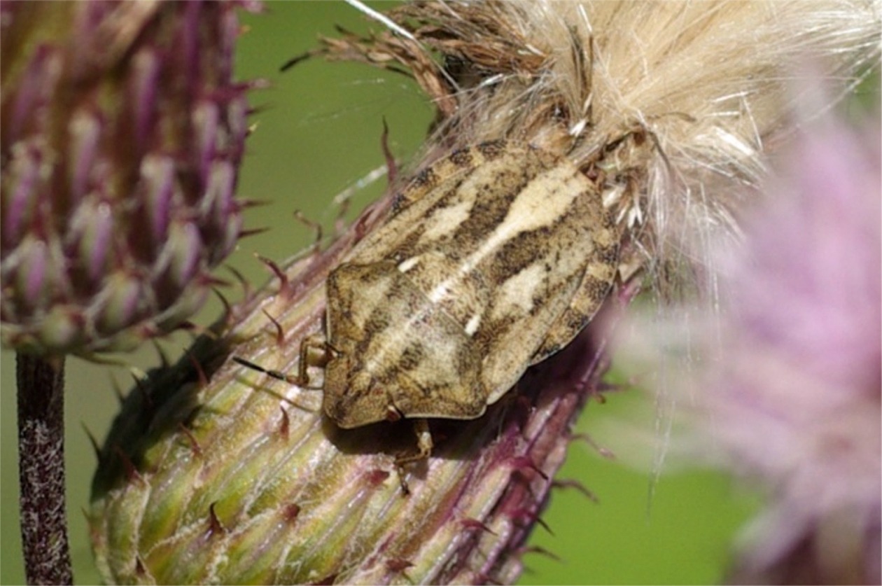 Eurygaster testudinaria