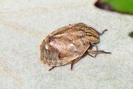 Eurygaster testudinaria(Nymphe)