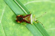 Elasmostethus interstinctus