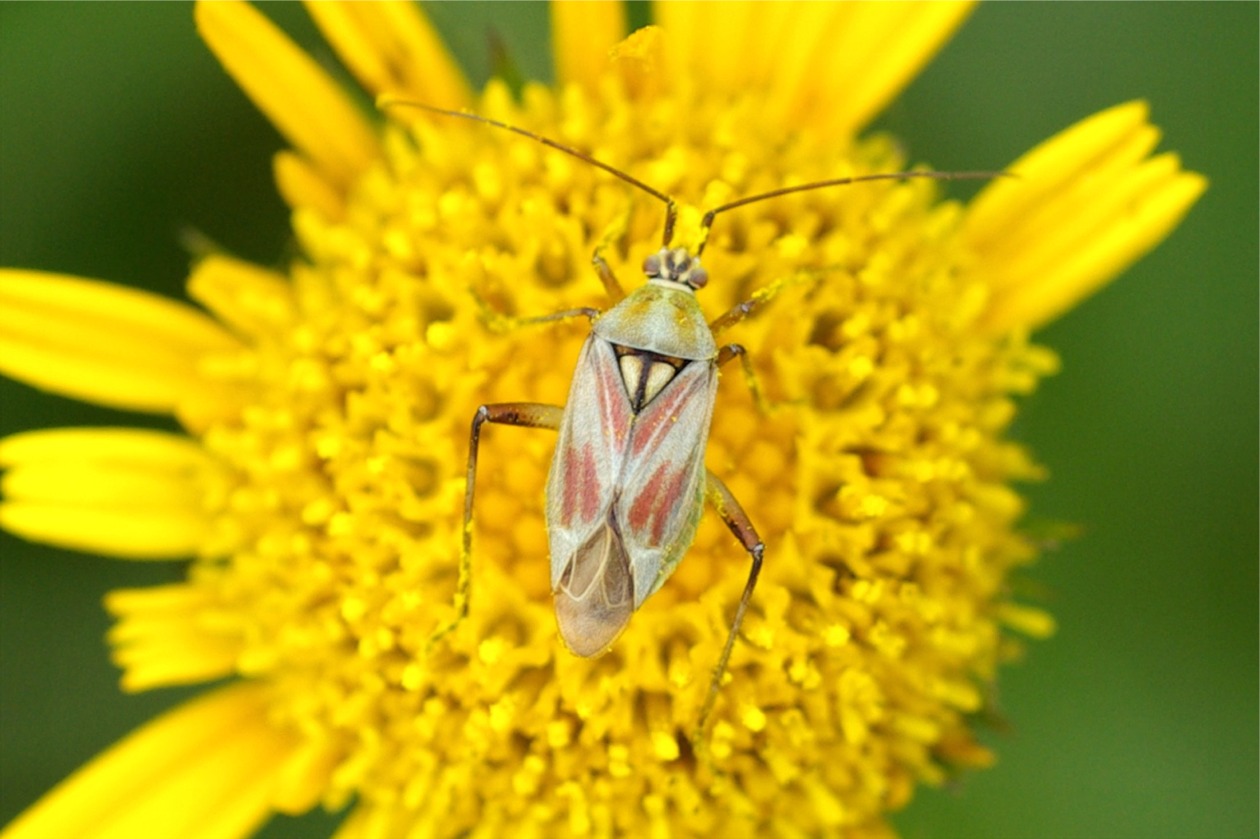 Calocoris roseomaculatus