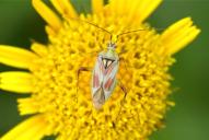 Calocoris roseomaculatus