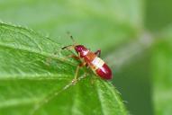 Closterotomus biclavatus