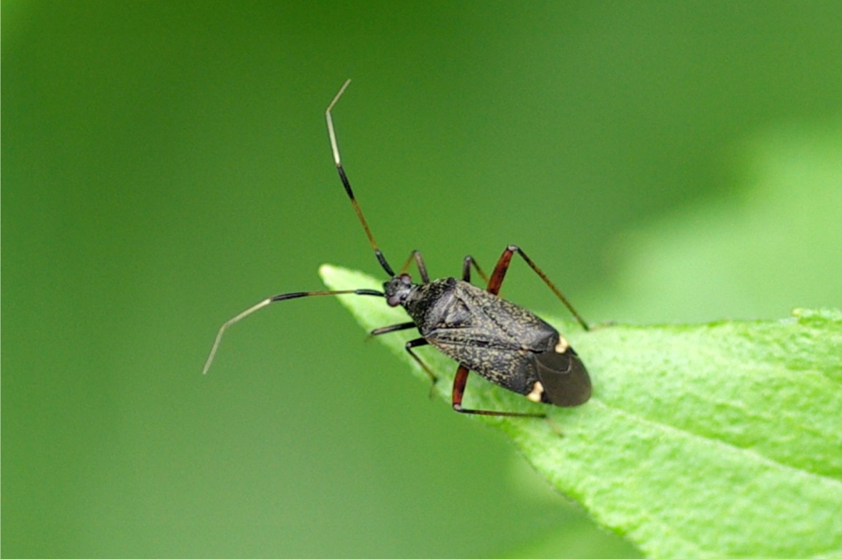 Closterotomus biclavatus