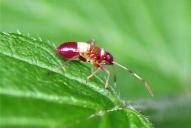 Closterotomus biclavatus