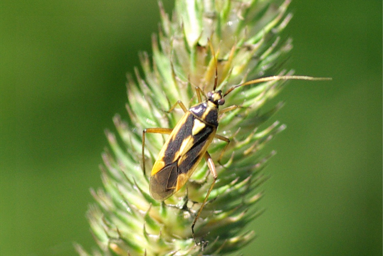 Stenotus binotatus(♂)