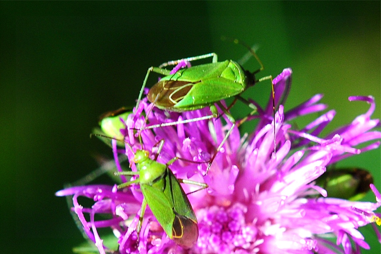 Orthotylus flavinervis