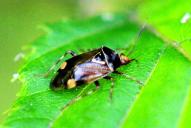 Deraeocoris ruber