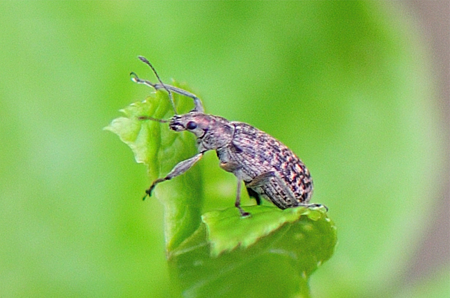 Polydrusus pilosus