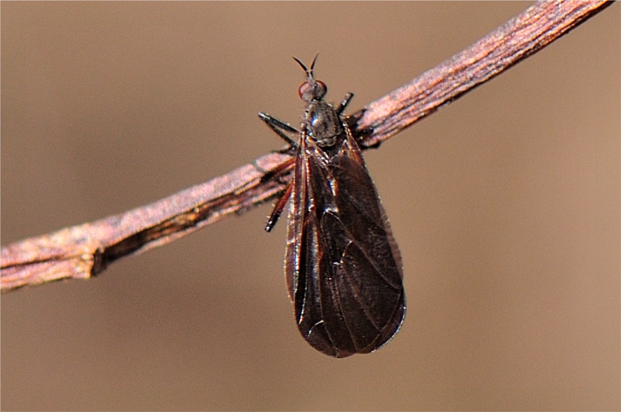 Empis borealis