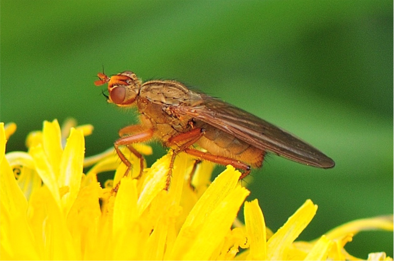 Scathophaga inquinata