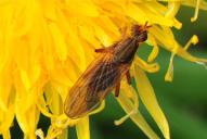 Scathophaga inquinata