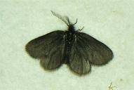 Epichnopterix plumella