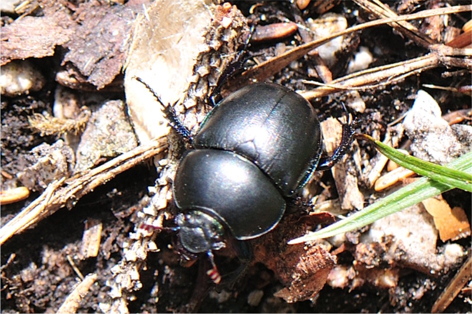 Geotrupes vernalis