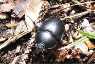 Geotrupes vernalis