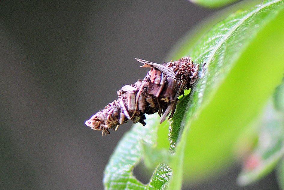 Sterrhopterix standfussi(Raupensack)