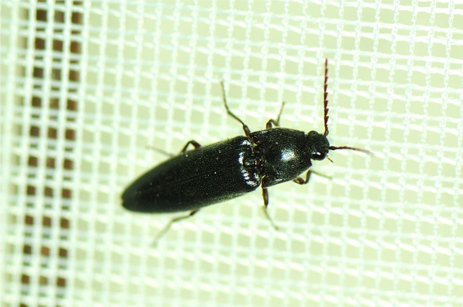 Melanotus rufipes