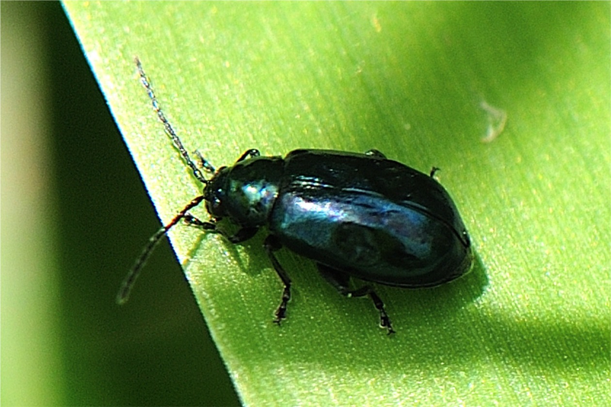 Agelastica alni