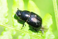 Aphodius fossor