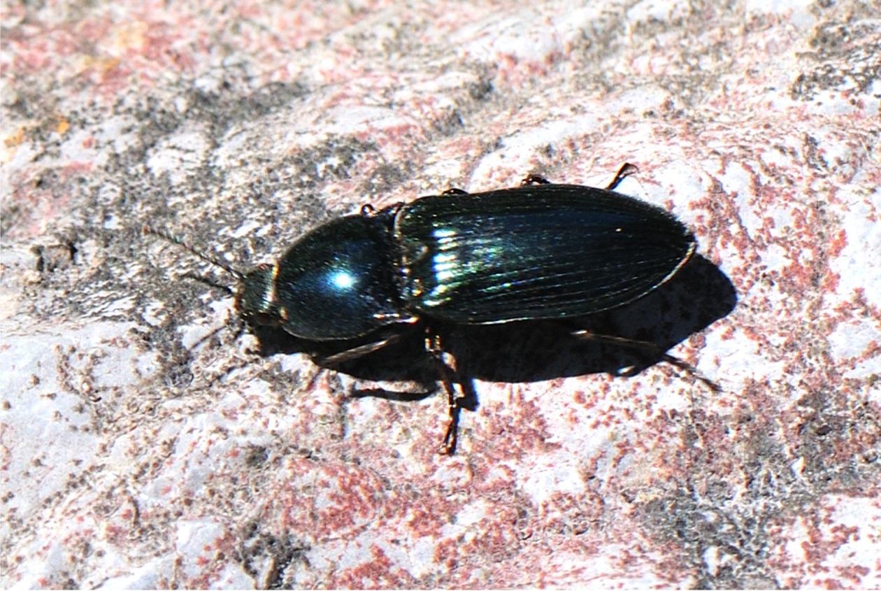 Selatosomus aeneus