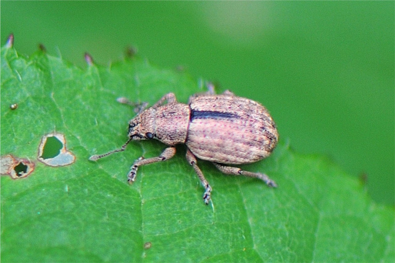 Strophosoma melanogrammum