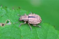 Strophosoma melanogrammum