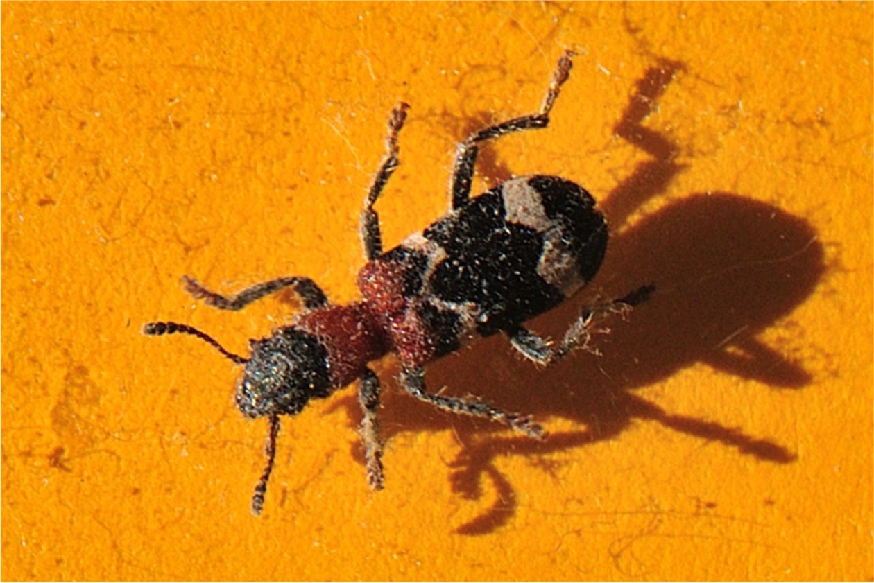 Thanasimus formicarius