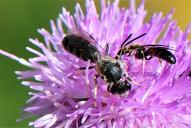 Lasioglossum calceatum