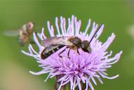 Lasioglossum calceatum