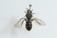 Lasioglossum calceatum