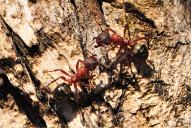 Formica rufa