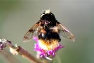 Volucella bombylans