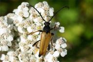 Stictoleptura (Corymbia) rubra