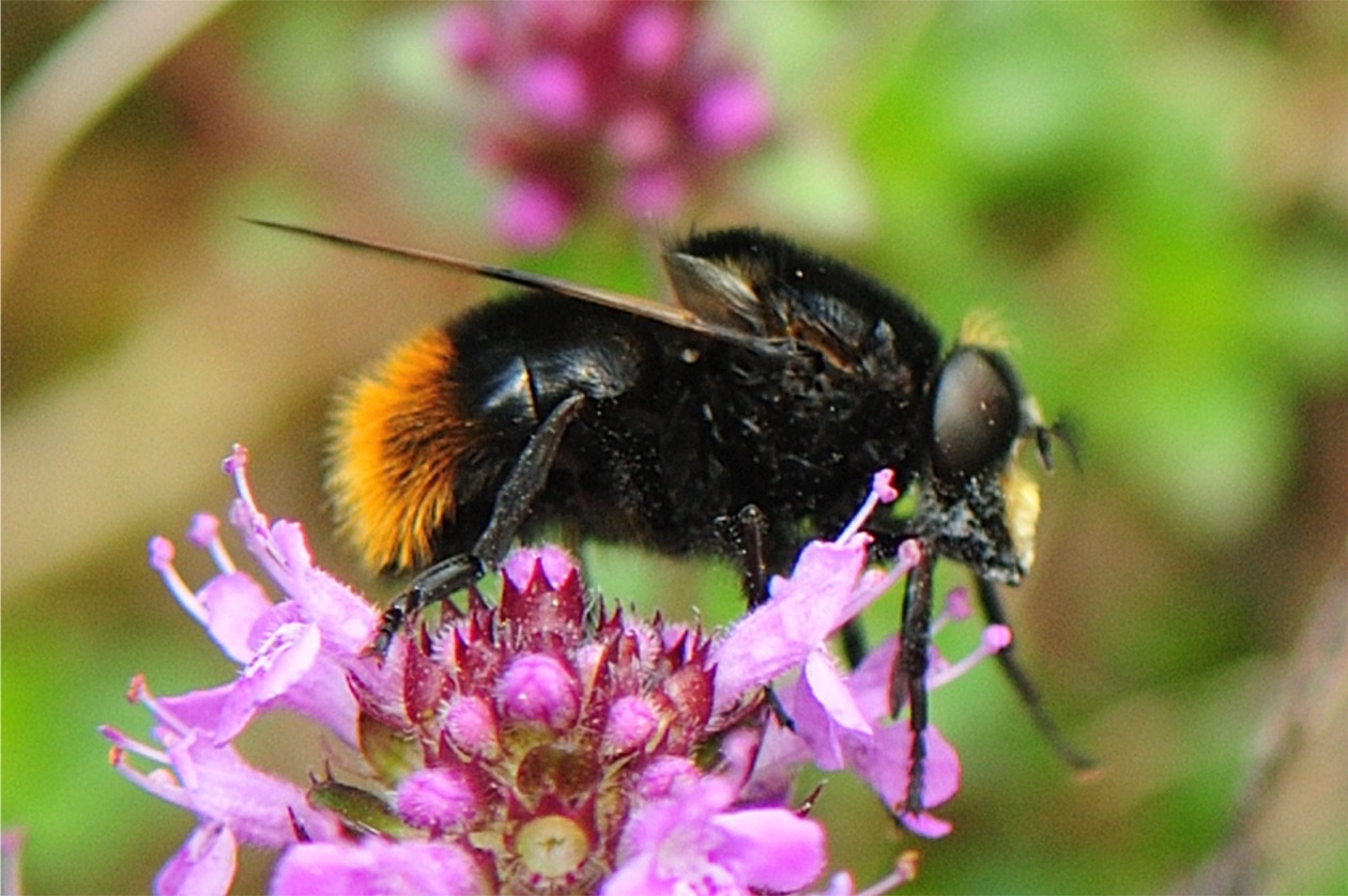 Volucella bombylans