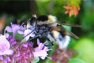 Volucella bombylans