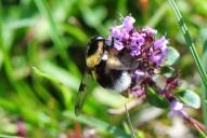 Volucella bombylans